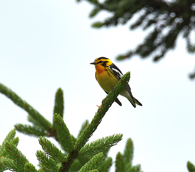 Blackburnian Warbler