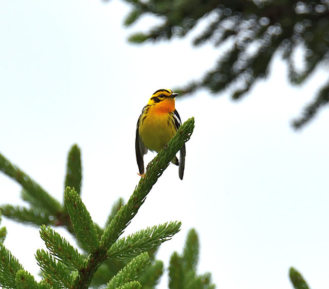 Blackburnian Warbler