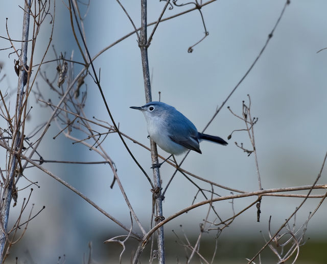 Blue-gray Gnatcatcher