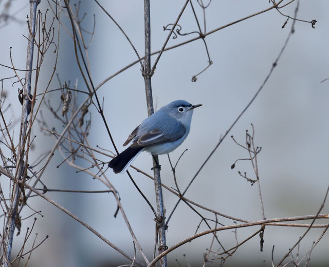 Blue-gray Gnatcatcher