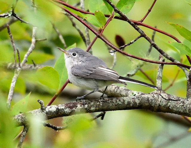 Blue-gray Gnatcatcher