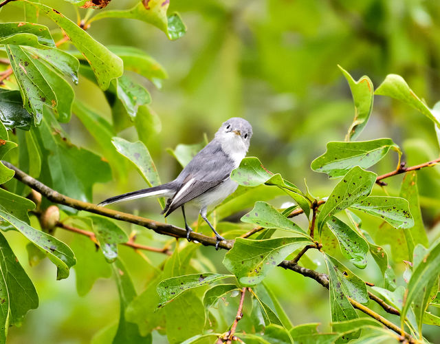 Blue-gray Gnatcatcher