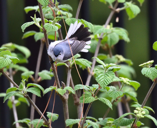 Blue-gray Gnatcatcher