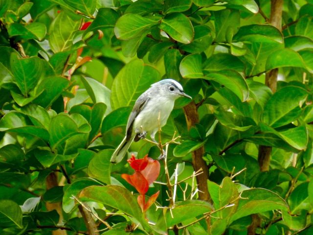 Blue-gray Gnatcatcher