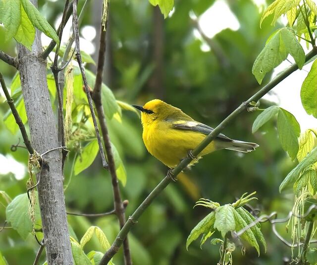 Blue-winged Warbler