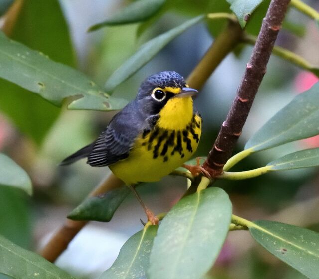 Canada Warbler