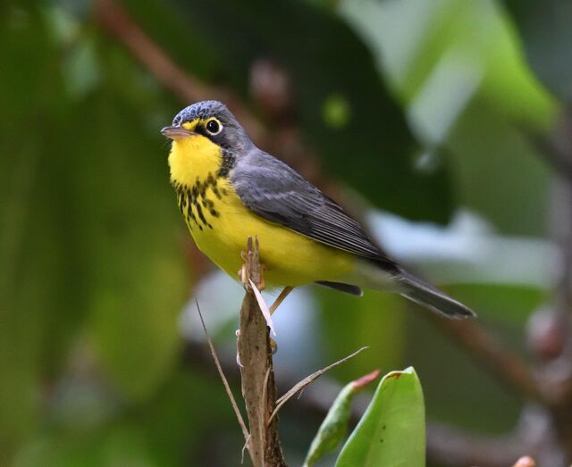 Canada Warbler