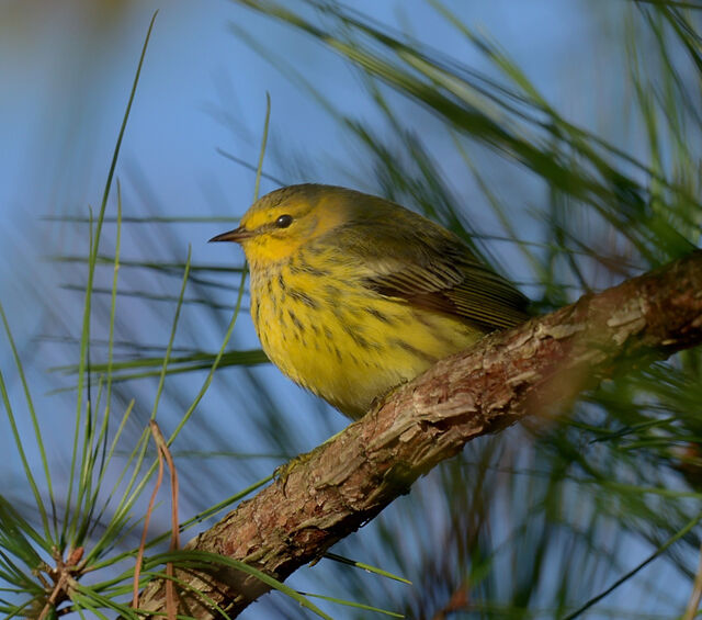 Cape May Warbler