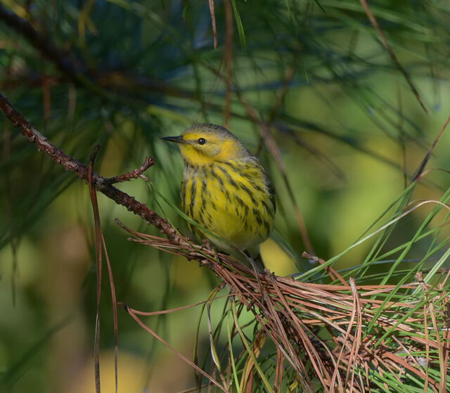 Cape May Warbler