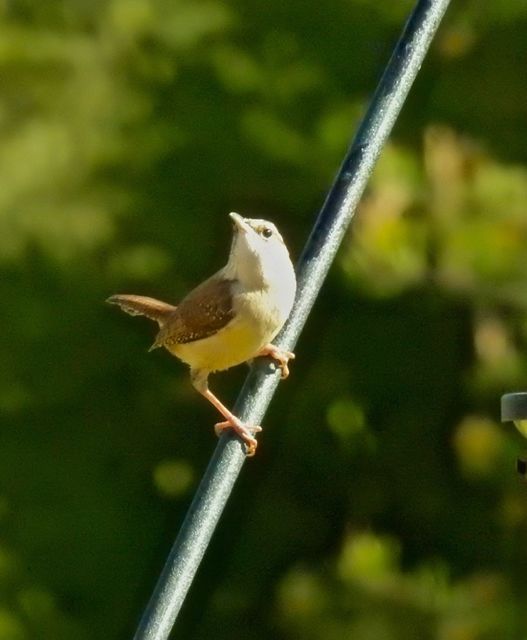 Carolina Wren