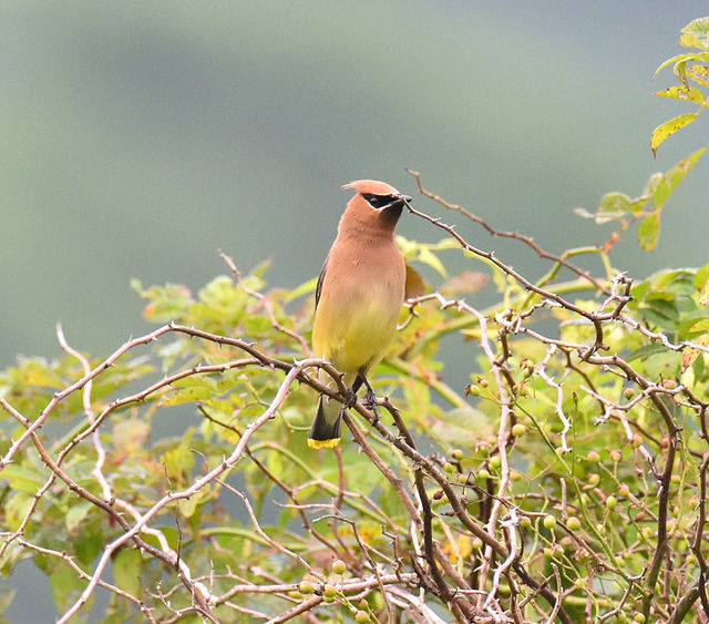 Cedar Waxwing