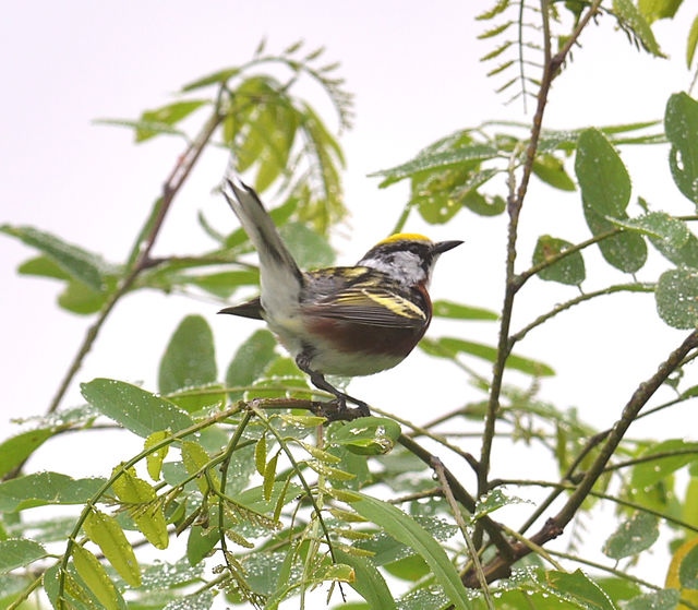 Chestnut-sided Warbler