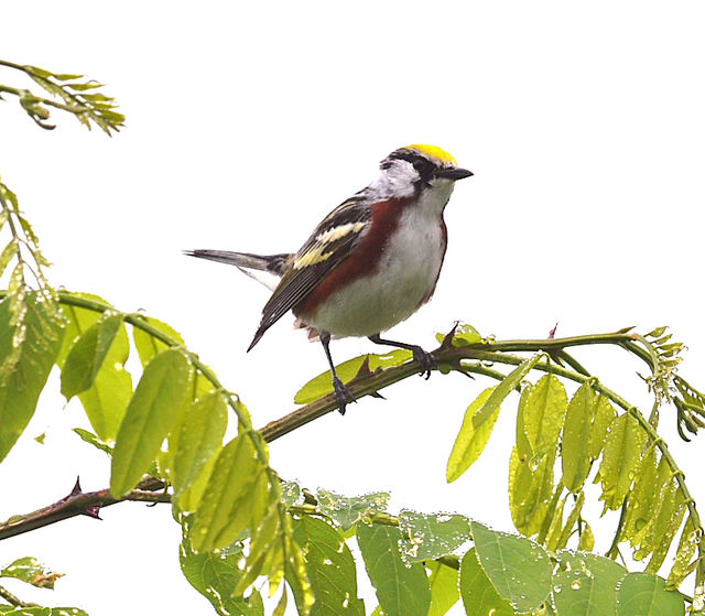 Chestnut-sided Warbler