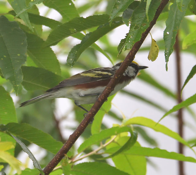 Chestnut-sided Warbler