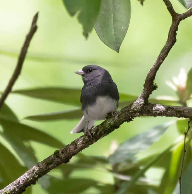 Dark-eyed Junco