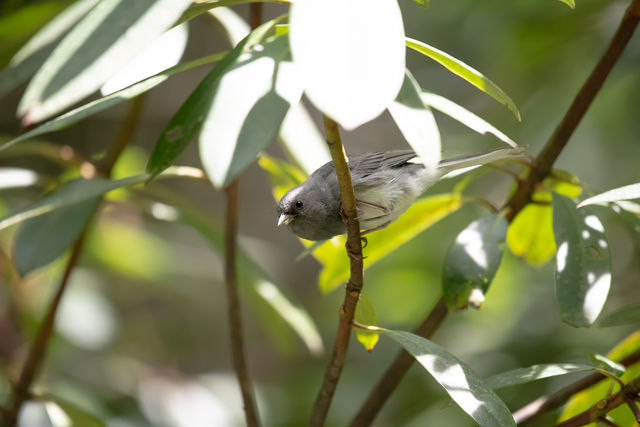 Dark-eyed Junco