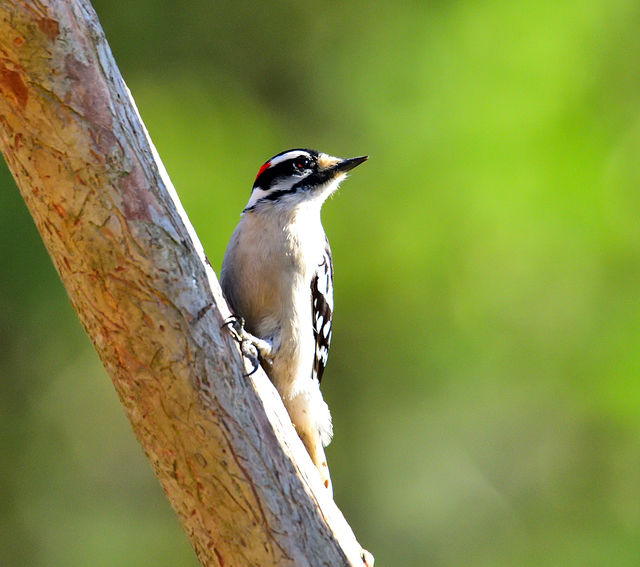 Downy Woodpecker