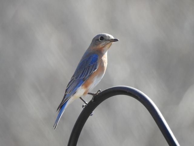 Eastern Bluebird