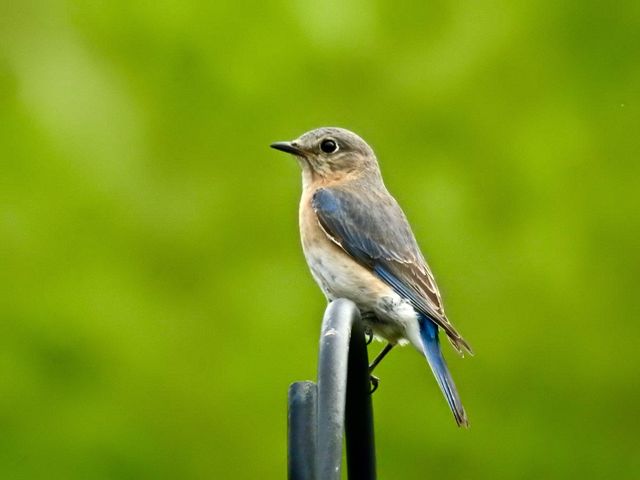 Eastern Bluebird