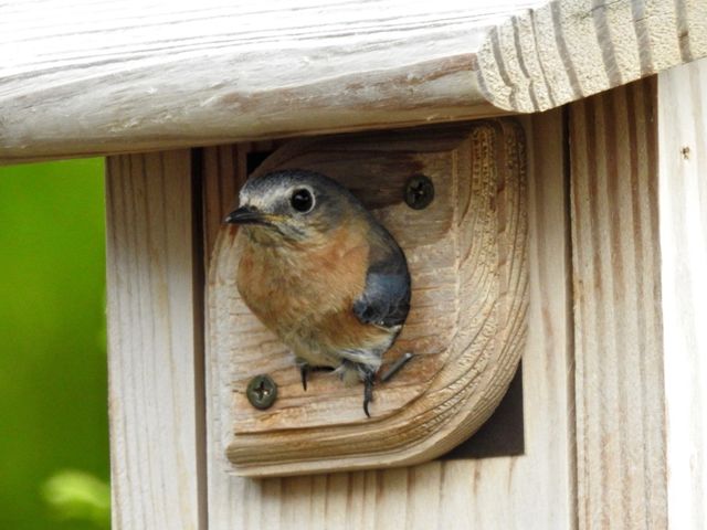 Eastern Bluebird