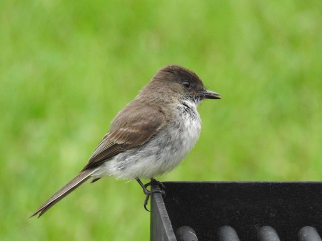 Eastern Phoebe