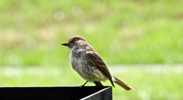 Eastern Phoebe