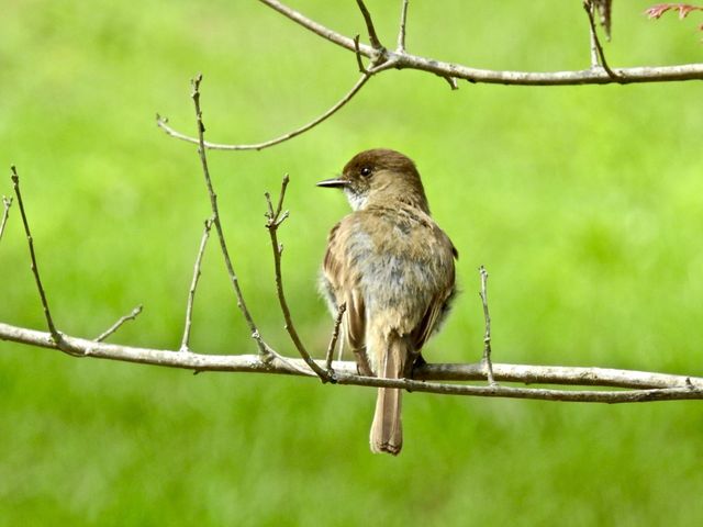 Eastern Phoebe