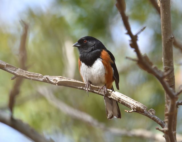Eastern Towhee