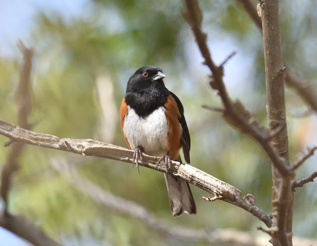 Eastern Towhee