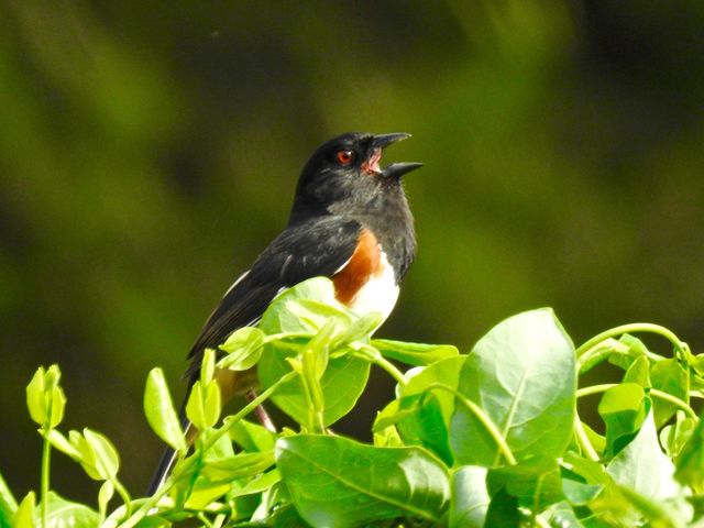 Eastern Towhee