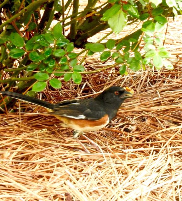 Eastern Towhee