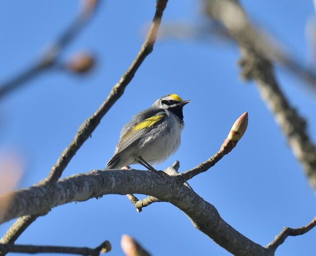 Golden-winged Warbler