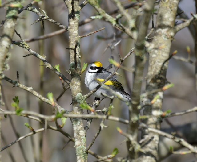 Golden-winged Warbler