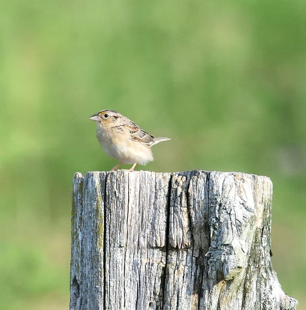 Grasshopper Sparrow