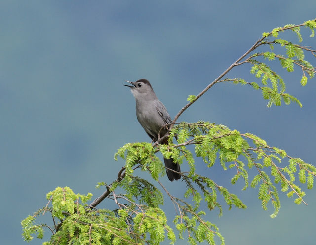 Gray Catbird