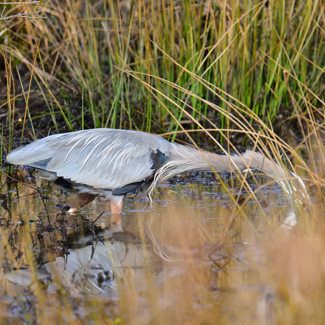 Great Blue Heron