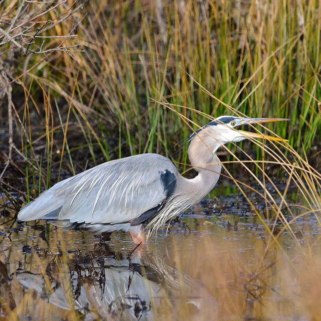 Great Blue Heron