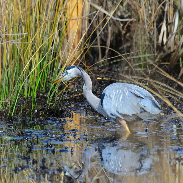 Great Blue Heron