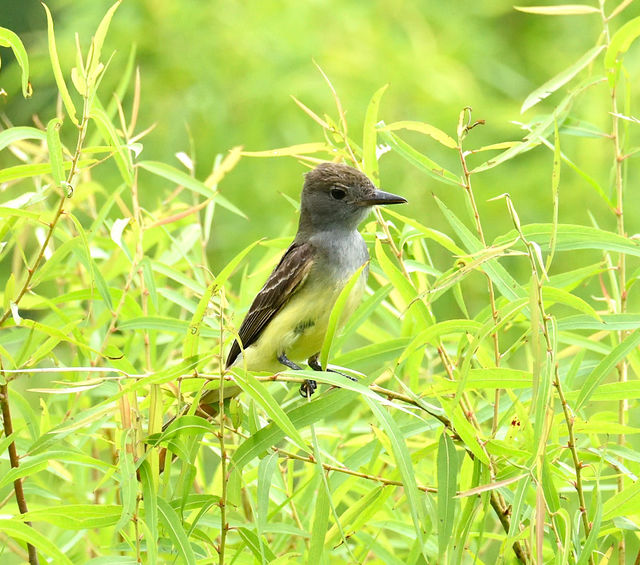 Great Crested Flycatcher