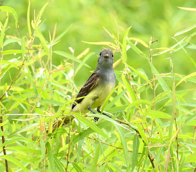 Great Crested Flycatcher