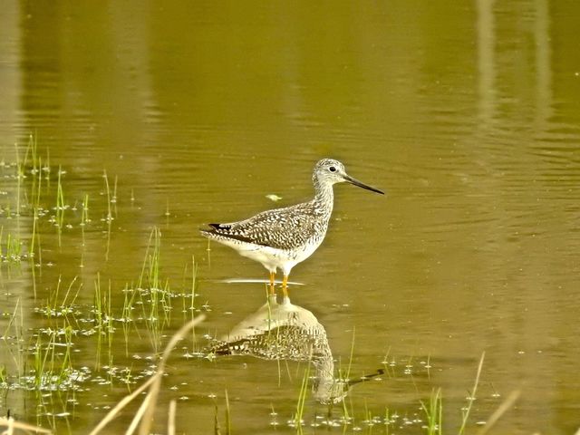 Greater Yellowlegs