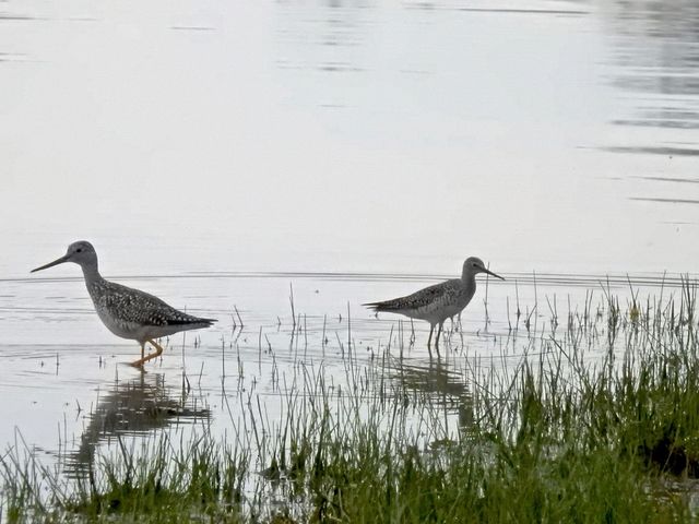 Greater Yellowlegs