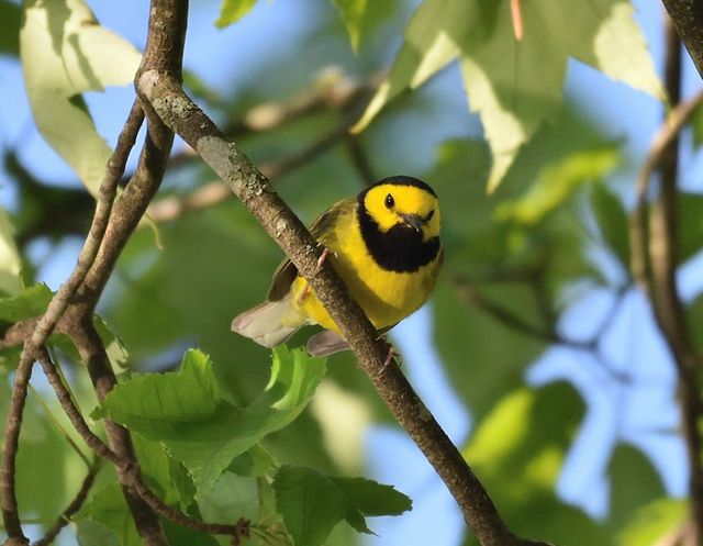 Hooded Warbler