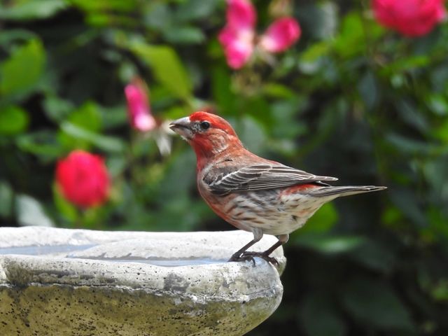 House Finch