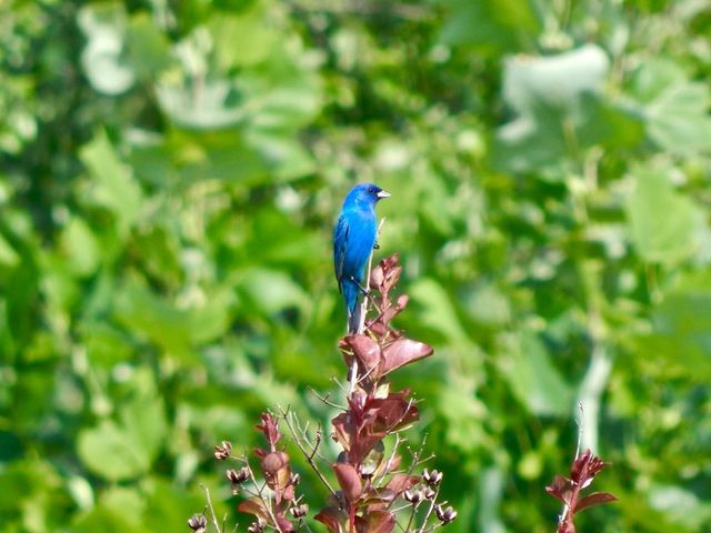 Indigo Bunting