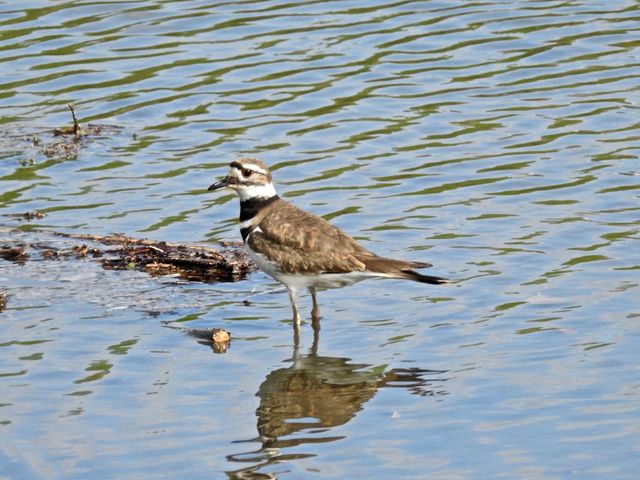 Killdeer