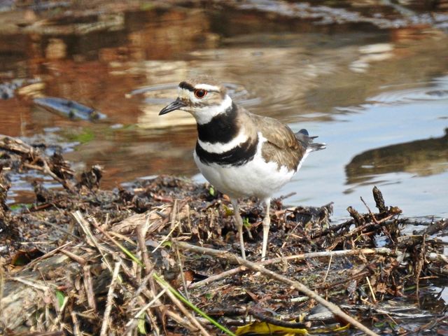 Killdeer