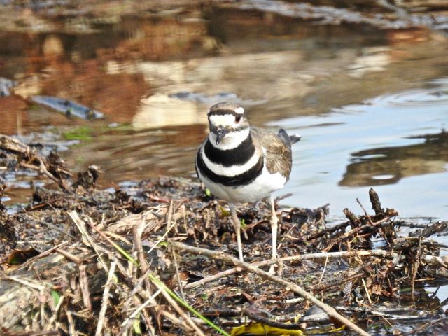 Killdeer