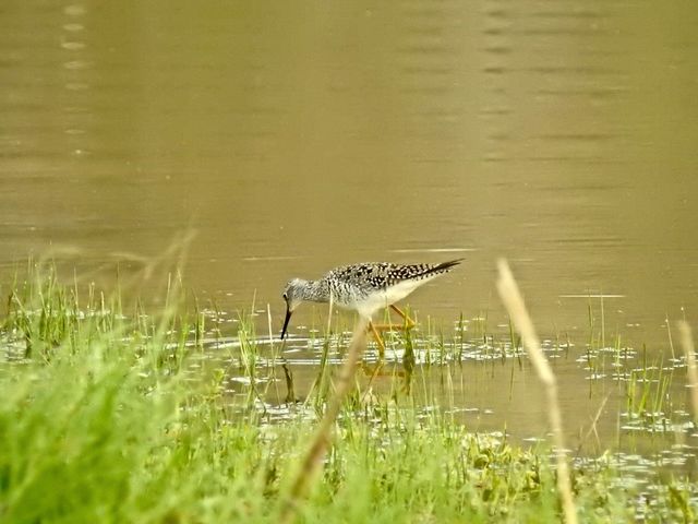 Lesser Yellowlegs