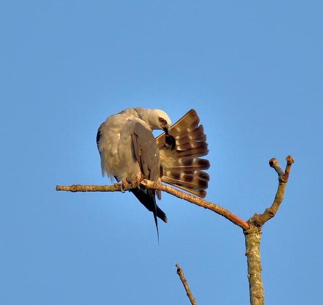 Mississippi Kite